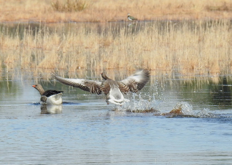 Na een aanloop toch de lucht in. - Vogels - Grauwe gans