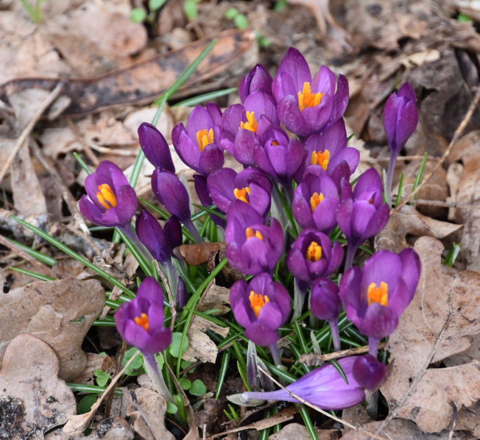 Na een zonnetje - Planten - 