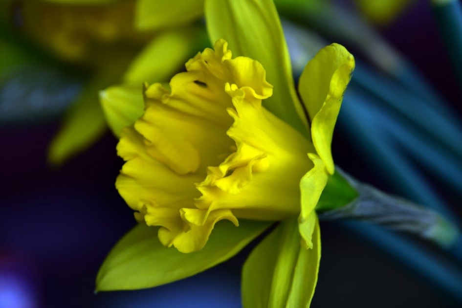 Narcis - Planten - 