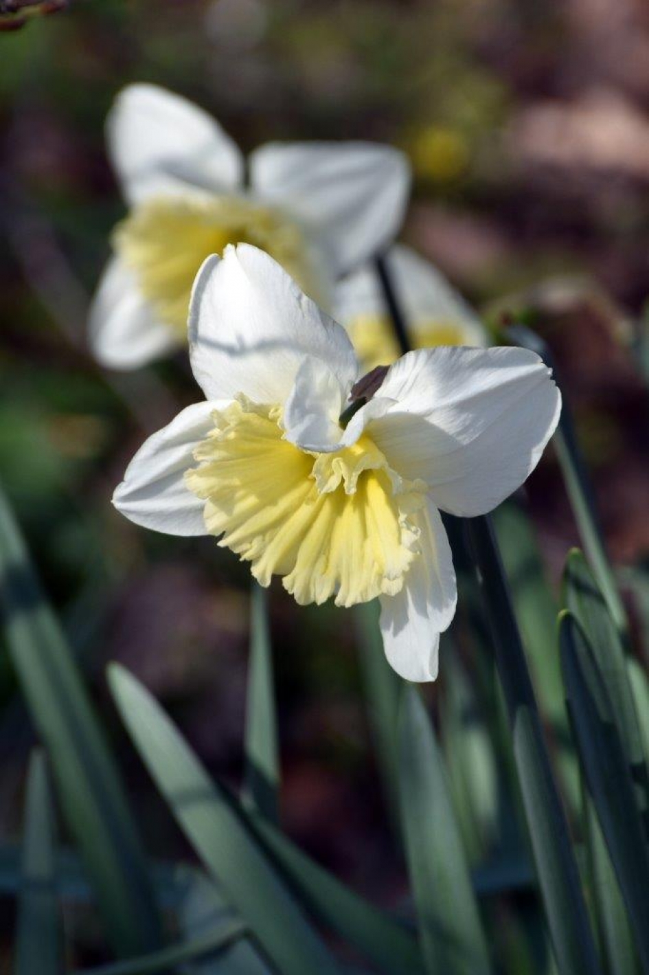 Narcissen - Planten - 