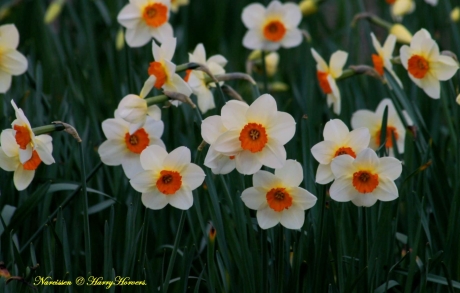 Narcissen