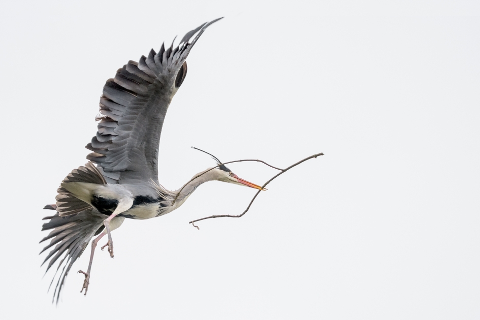 Nestdrang - Vogels - Blauwe reiger
