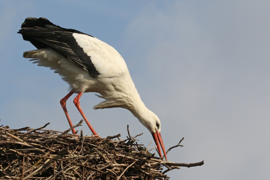 nestonderhoud - Vogels - 