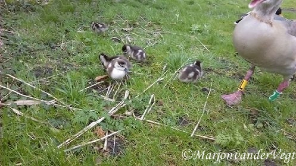 Net uit 't ei - Vogels - Nijlganzen