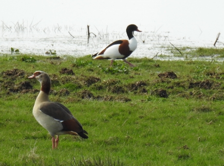 Nijlgans en bergeend