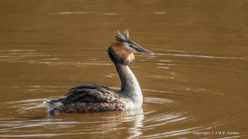 Nog alleen - Vogels - Fuut