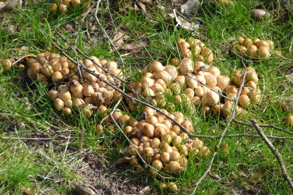 Nog steeds - Schimmels - 