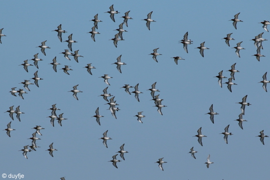 O Grut o Grut - Vogels - Grutto's