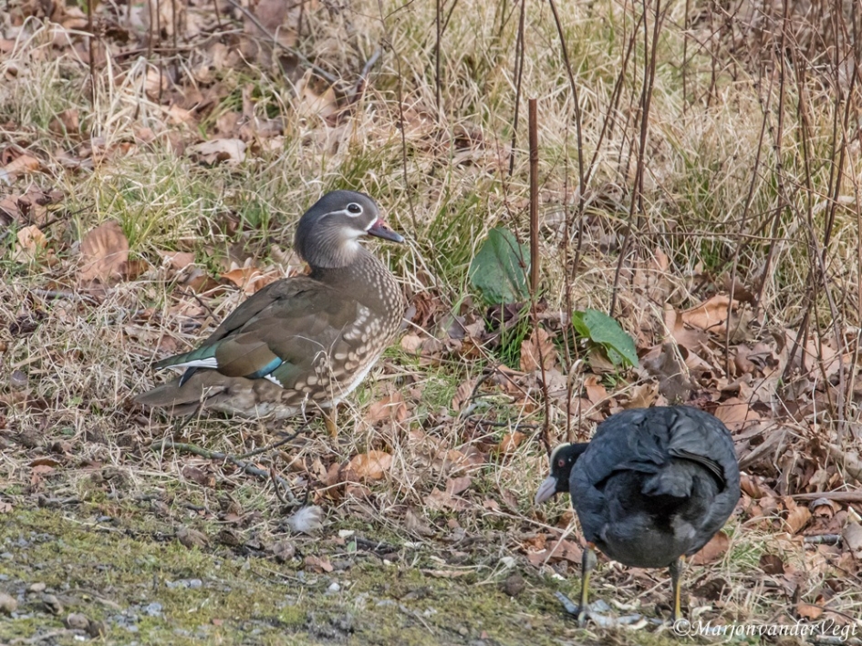 Mandarijn eend vrouwtje - Vogels - Mandarijn eend