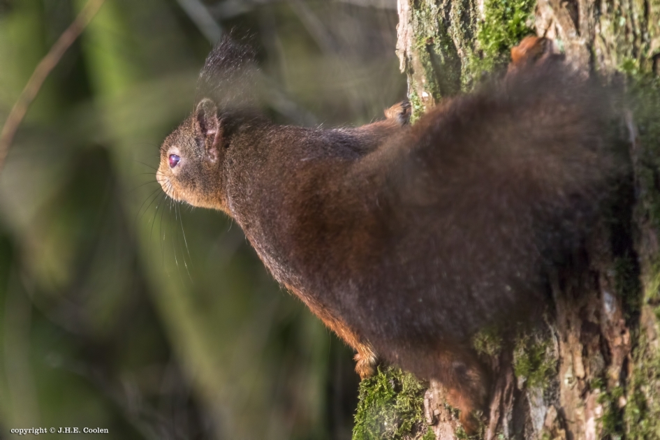 Onderzoekende blik - Zoogdieren - Eekhoorn