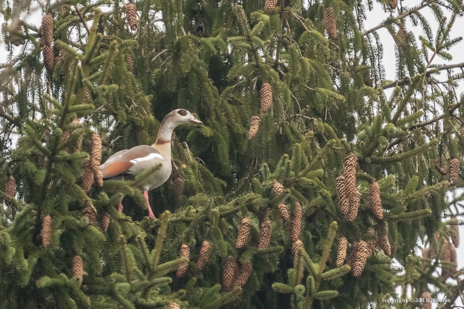 Onhandig? - Vogels - Nijlgans