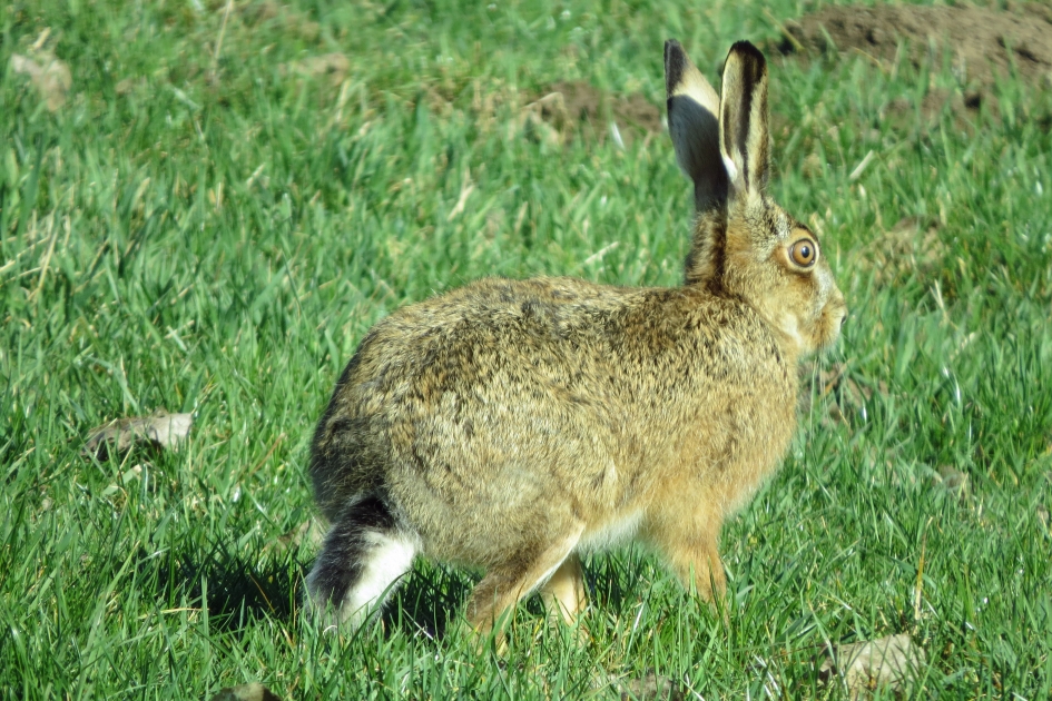 Onraad! - Zoogdieren - 