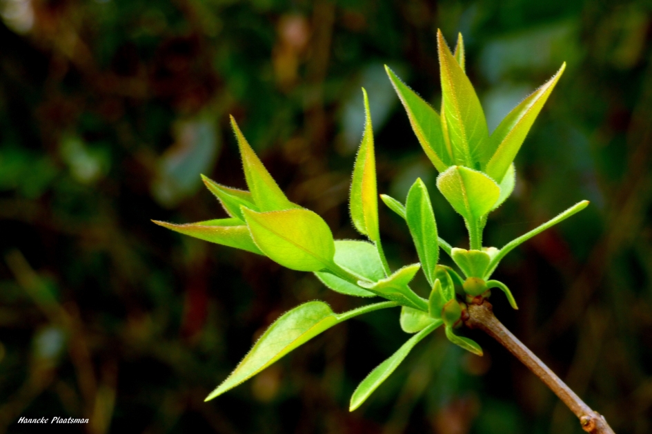 Ontluiking - Planten - 