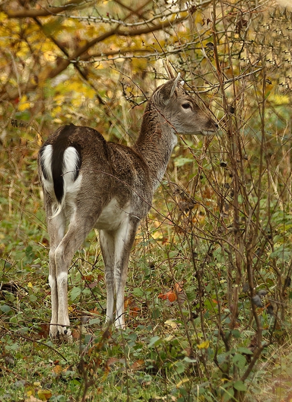 onvolwassen damhert -m- - Zoogdieren - 
