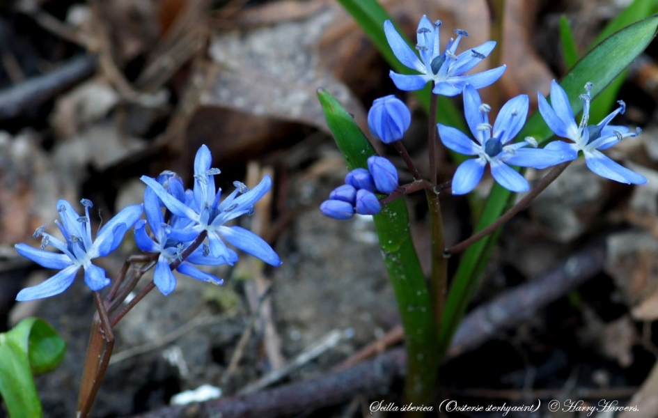 oosterse sterhyacint - Planten - 