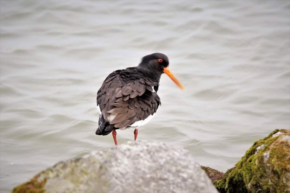 Op de rots - Vogels - Scholekster