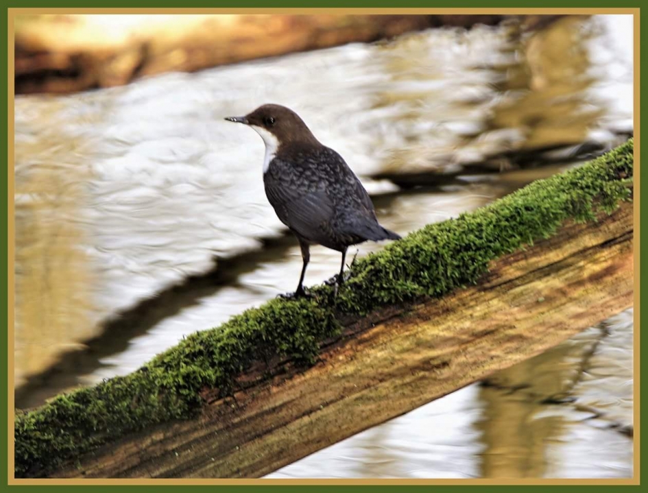 Op de stok - Vogels - Zwart buik waterspreeuw