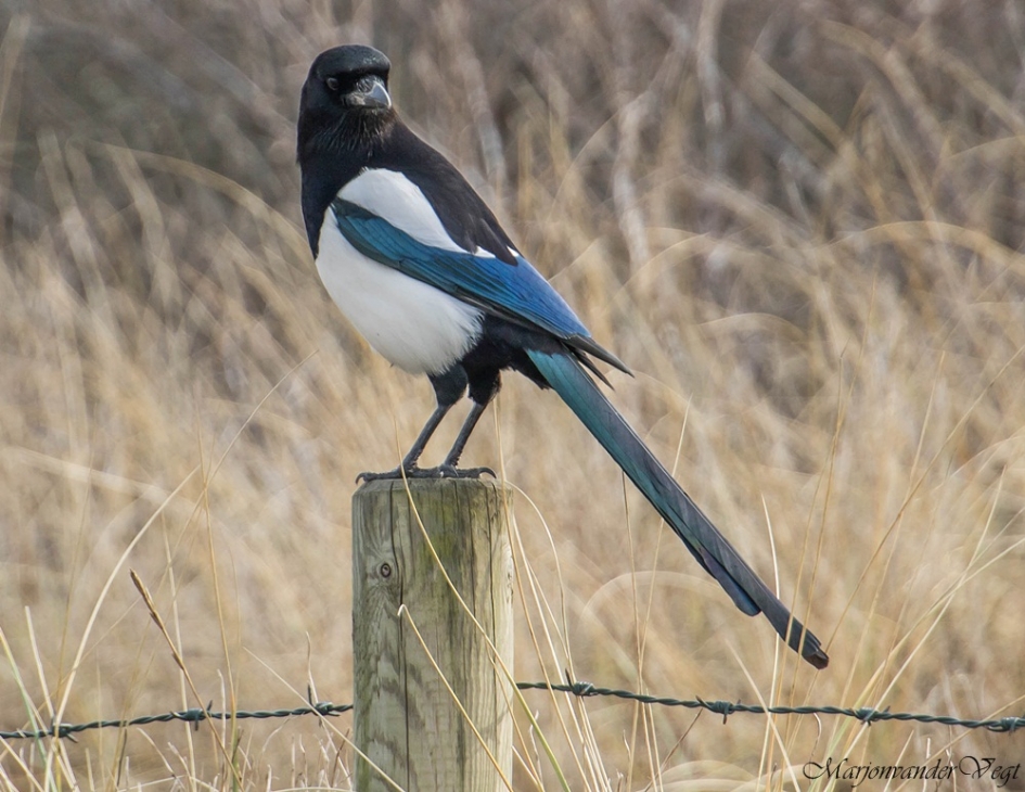 Op de uitkijk - Vogels - Ekster