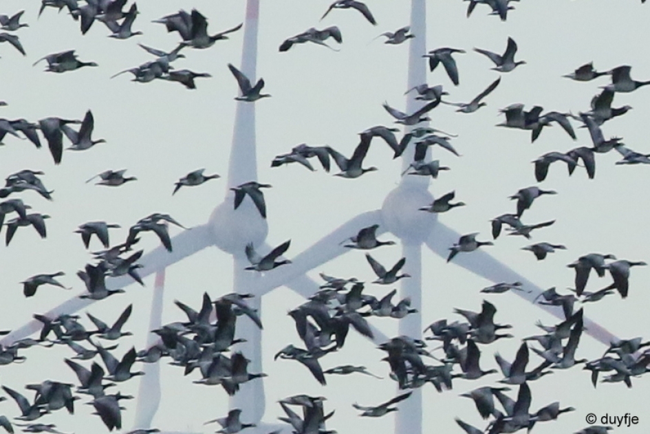 op eigen wieken - Vogels - Brandganzen