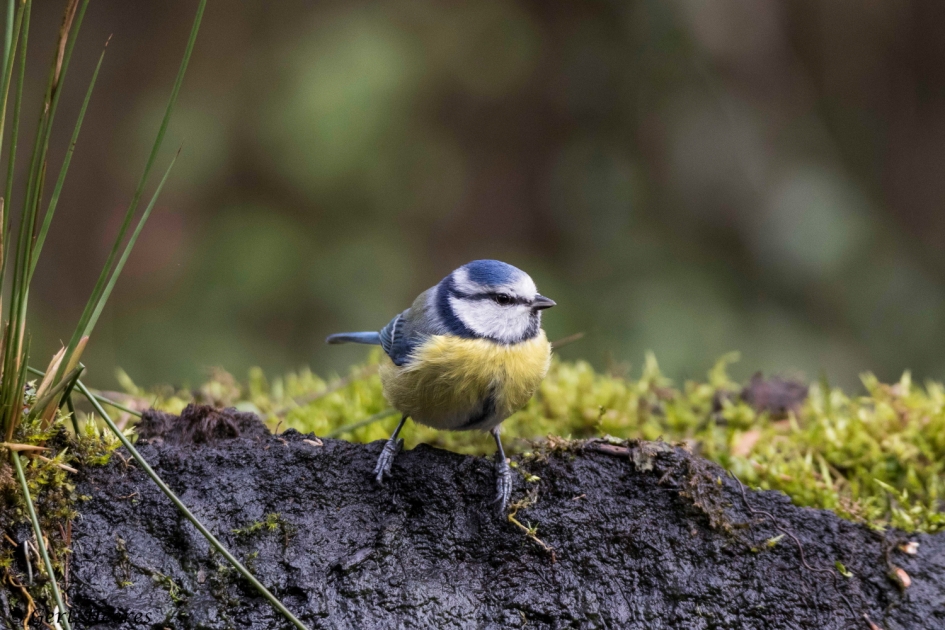 Op het randje - Vogels - Pimpelmees