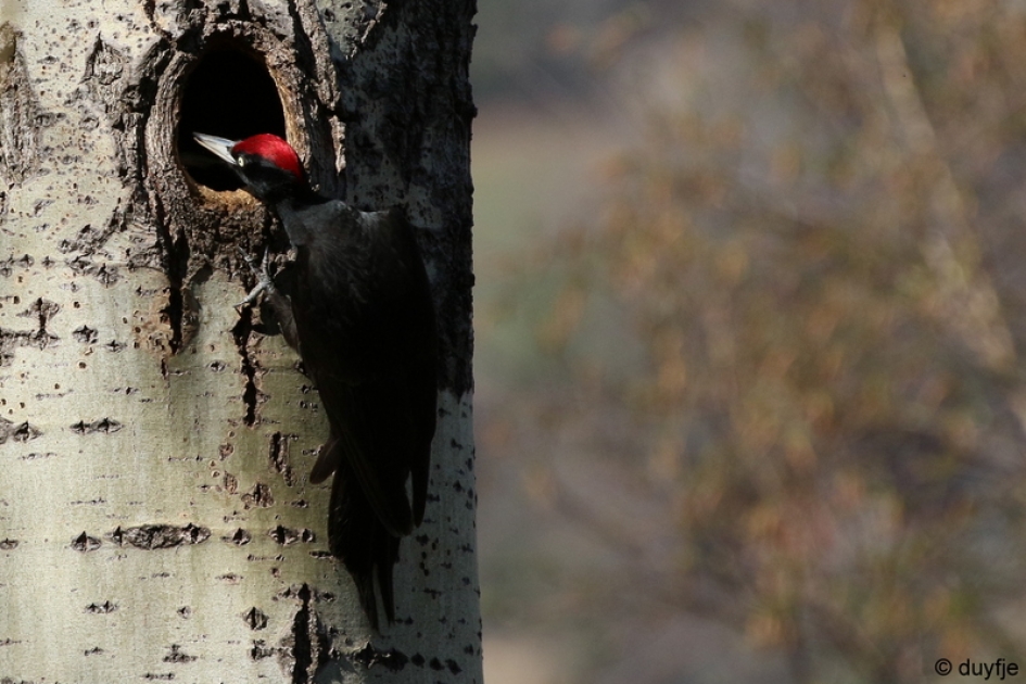 Open Huizen Dag - Vogels - Zwarte Specht