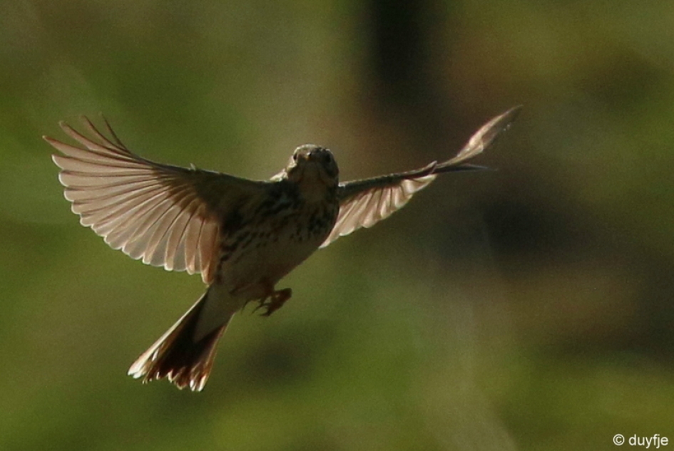 opvlieger - Vogels - graspieper