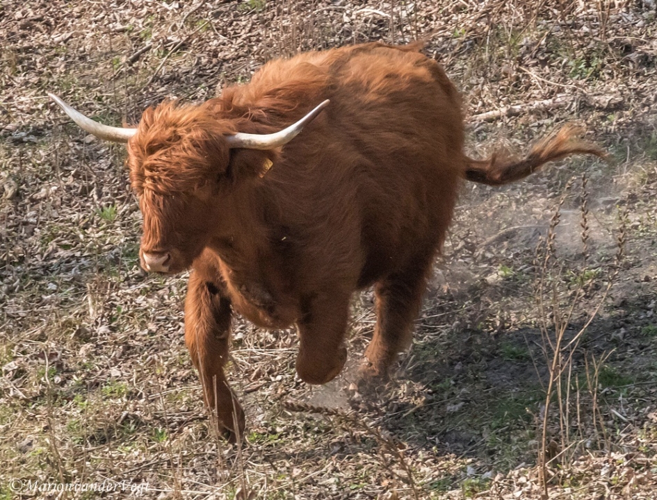 Opzij opzij opzij - Zoogdieren - Schotse Hooglander