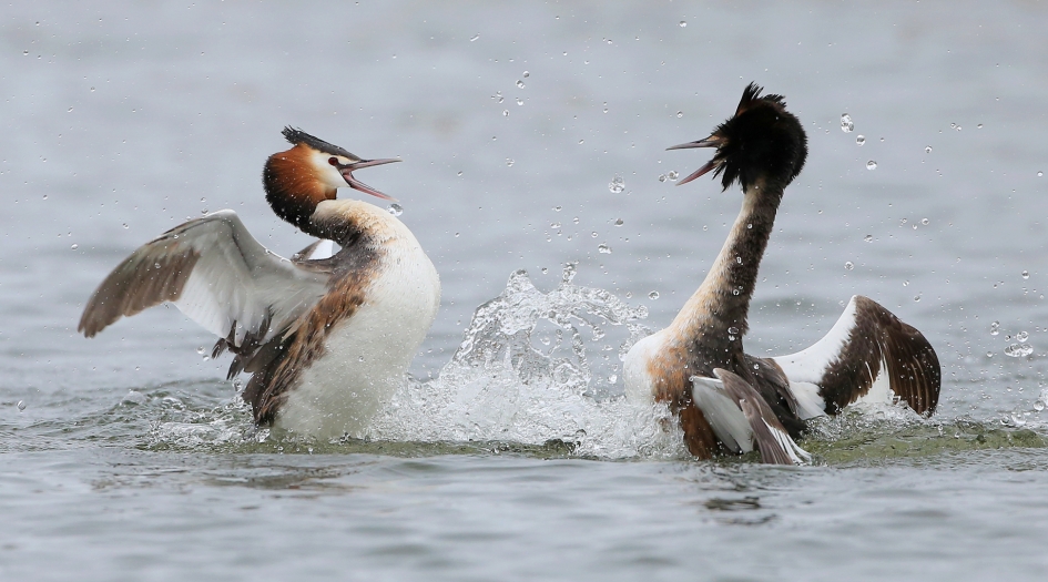 Opzouten !!! - Vogels - Fuut