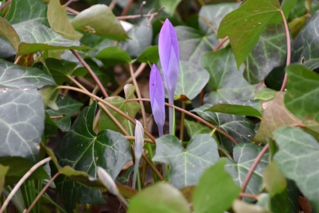 Overal duiken ze op...