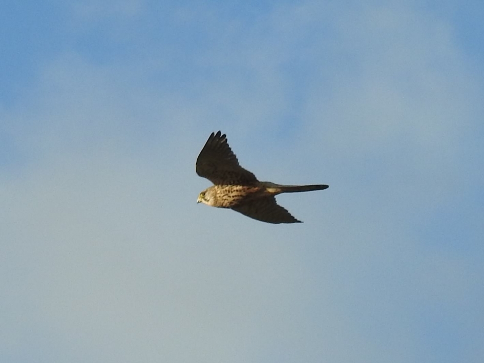 Overvliegende torenvalk - Vogels - Torenvalk