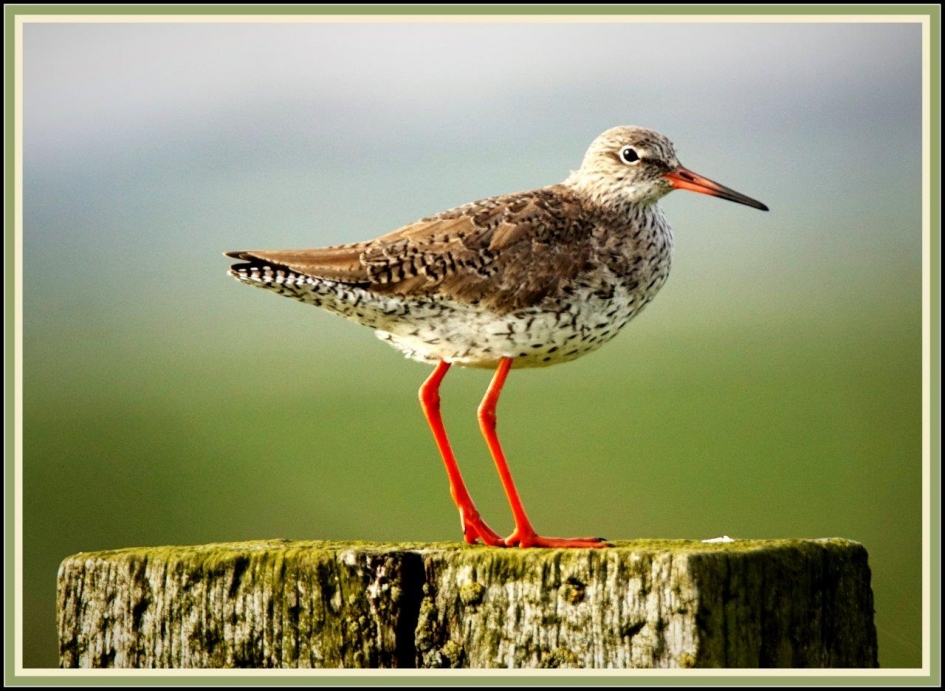 Paal zitter - Vogels - Tureluur