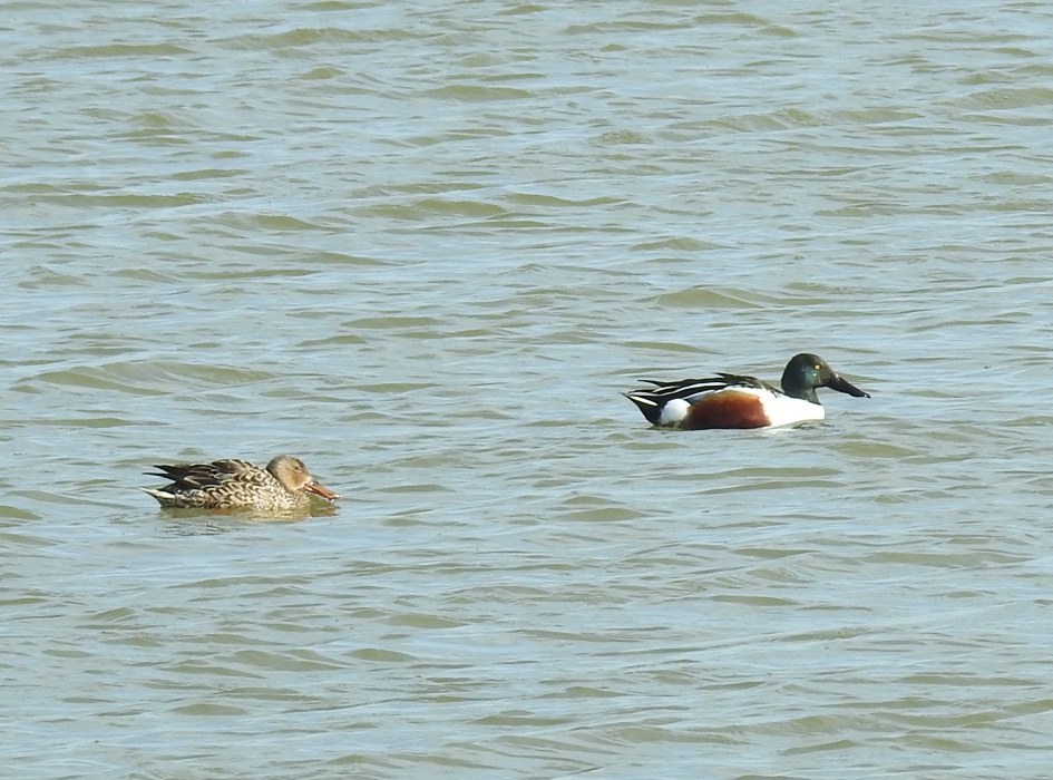 Paartje slobeenden - Vogels - Slobeend