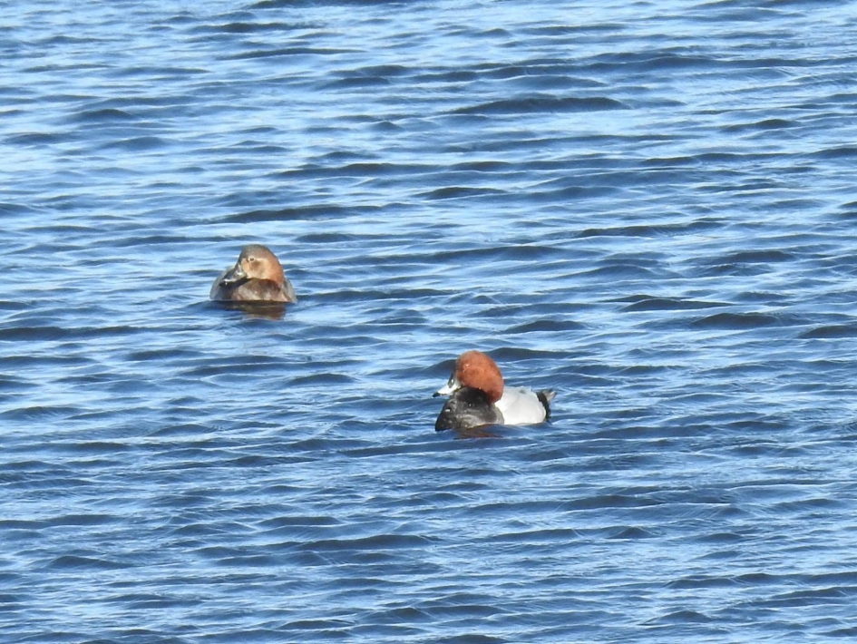 Paartje tafeleenden - Vogels - Tafeleend