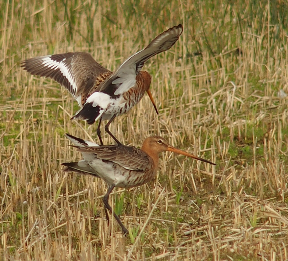 Parende grutto's - Vogels - grutto