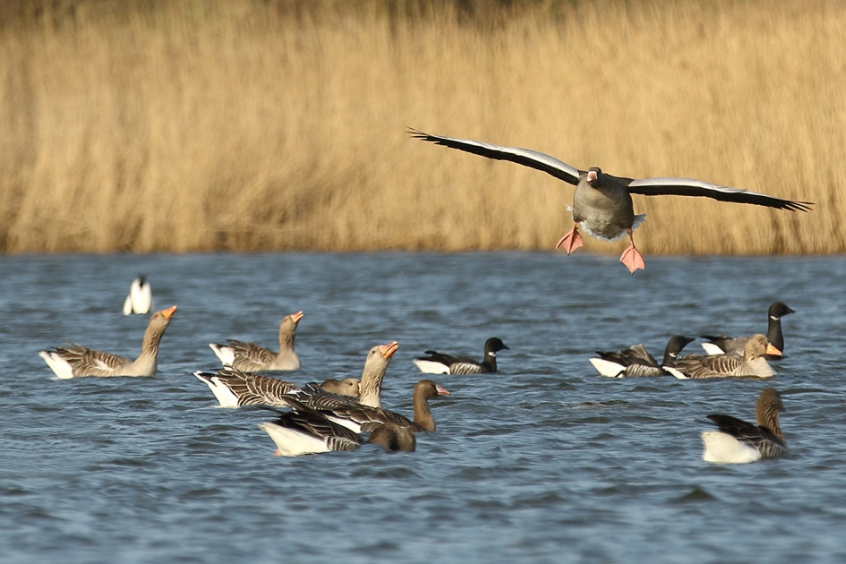 partij kiezen - Vogels - 