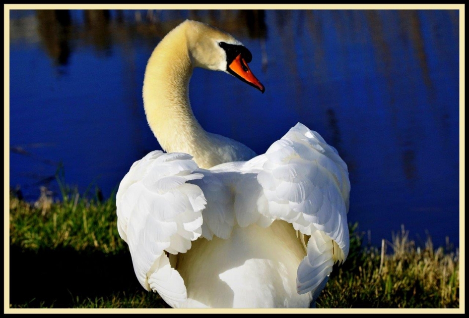 Past net niet !! - Vogels - Knobbelzwaan