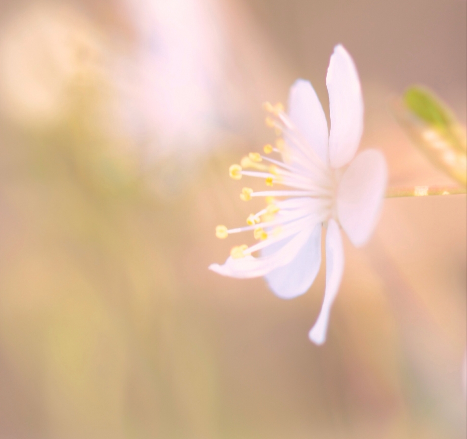 Pastelkleuren - Planten - Sleedoorn