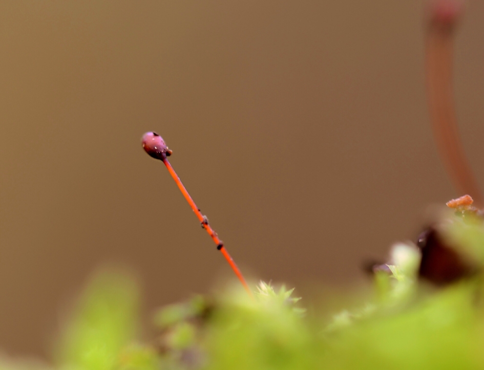 Piepklein - Planten - 