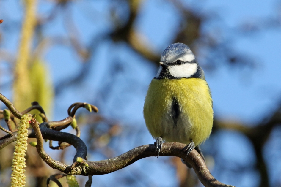 Pimpelmees - Vogels - 