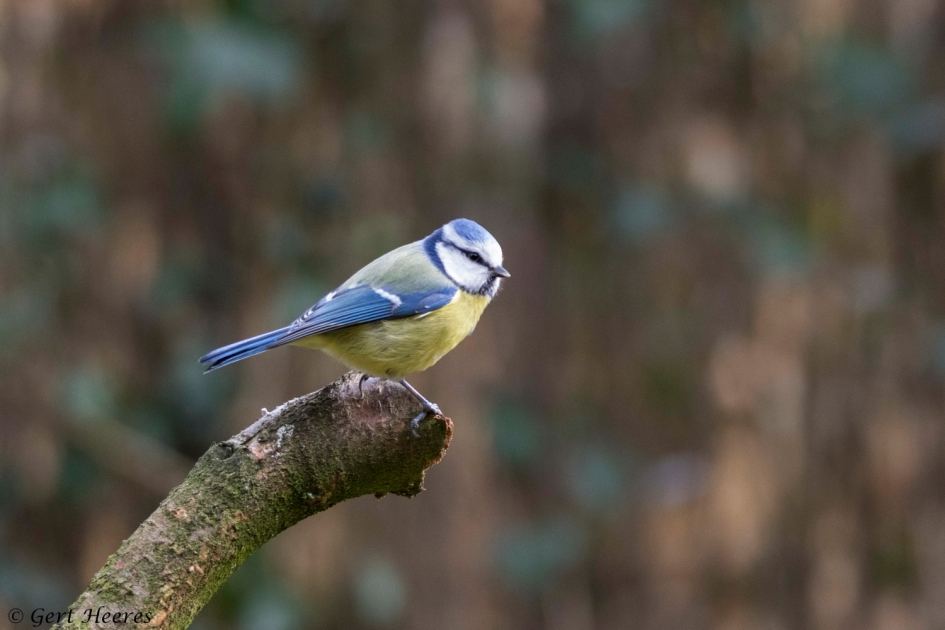Pimpelmees - Vogels - Pimpelmees