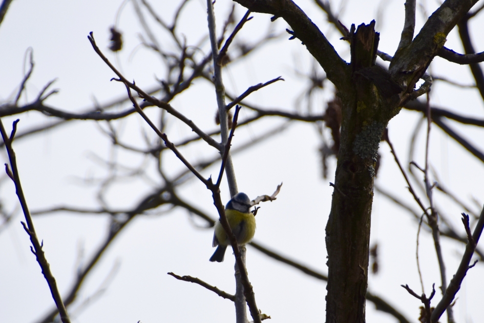 Pimpelmeesje - Vogels - 