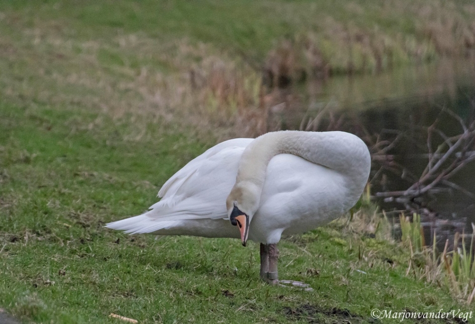 Poetser - Vogels - zwaan