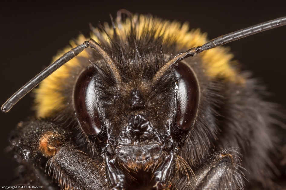 Portret van... - Geleedpotigen - Akkerhommel