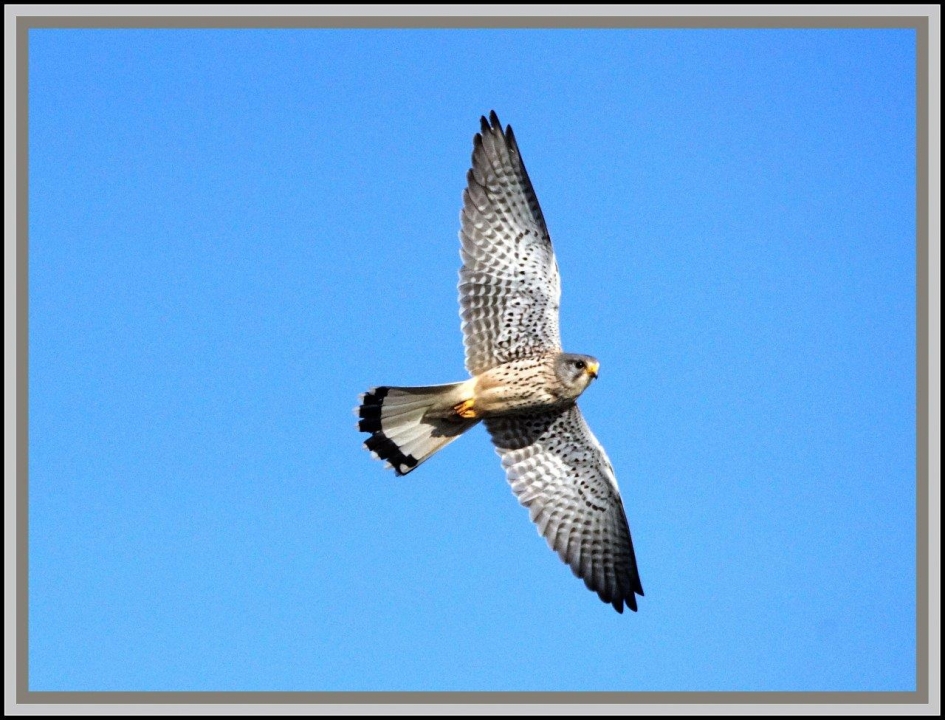 Probersel - Vogels - Torenvalk