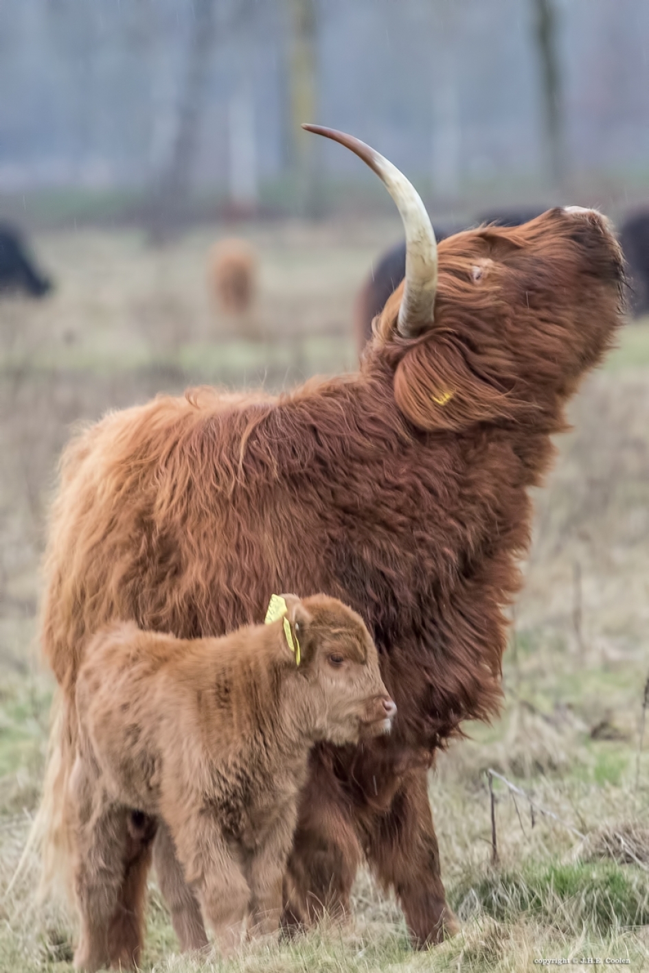Pronken - Zoogdieren - Schotse hooglander