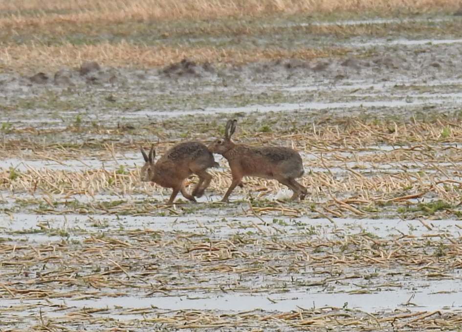 Rammelende hazen - Zoogdieren - Haas