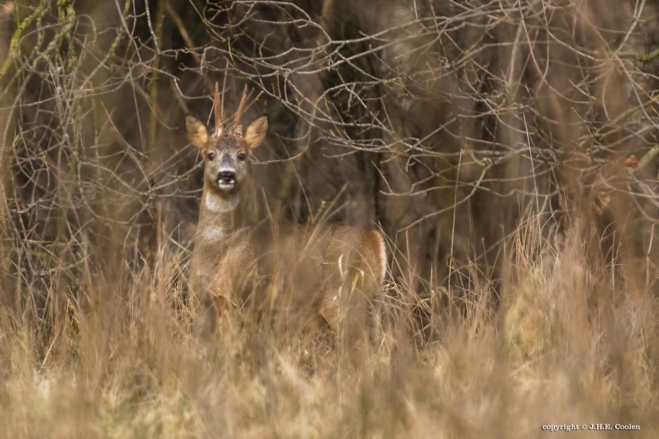 Reebok - Zoogdieren - Reebok