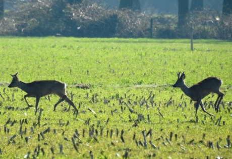 Reebokken aan de wandel op een maisveld