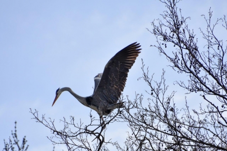 Reiger