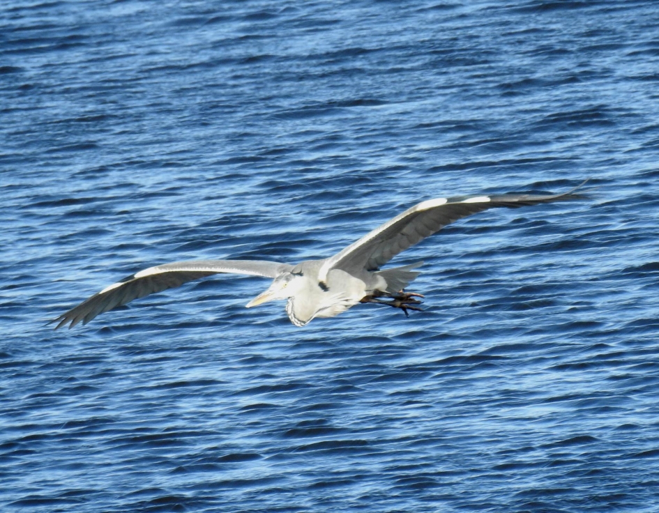 Reiger komt aanvliegen over het water. - Vogels - Blauwe reiger